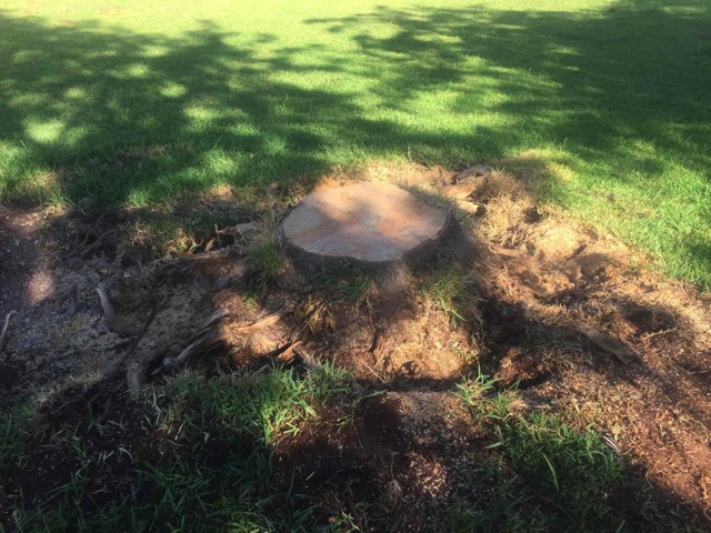 Removing another Ash stump at Borambola.