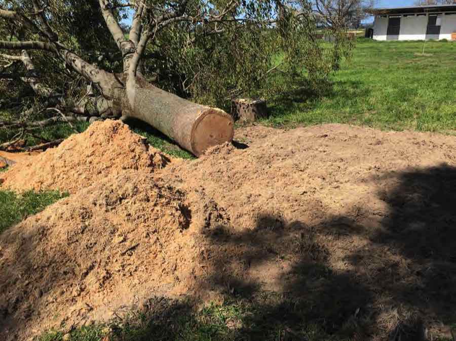 Lot of wood chip in larger stumps