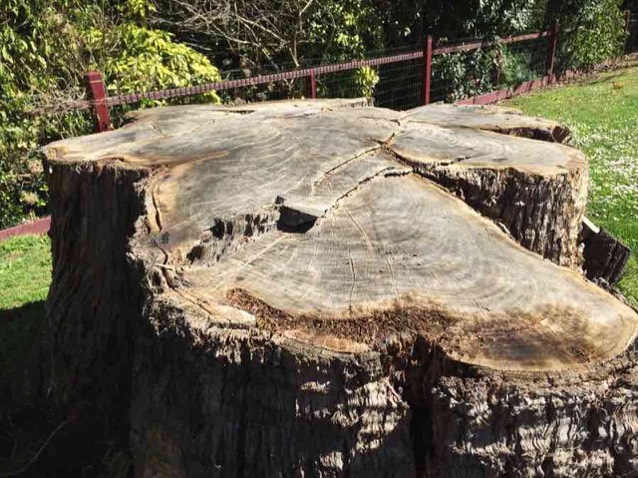 This is a 4 Metre stump. Way too big for my little machine to grind.