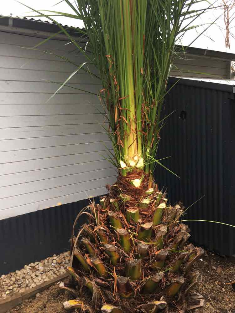 Palm to be cut down and ground out Junee Nsw 