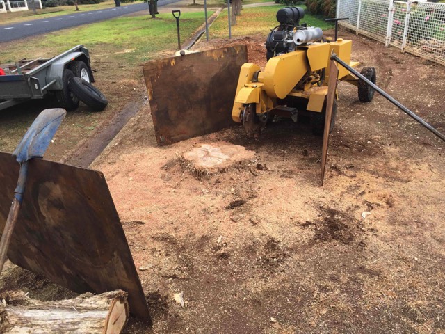 Grinding the second stump in Lockhart NSW
