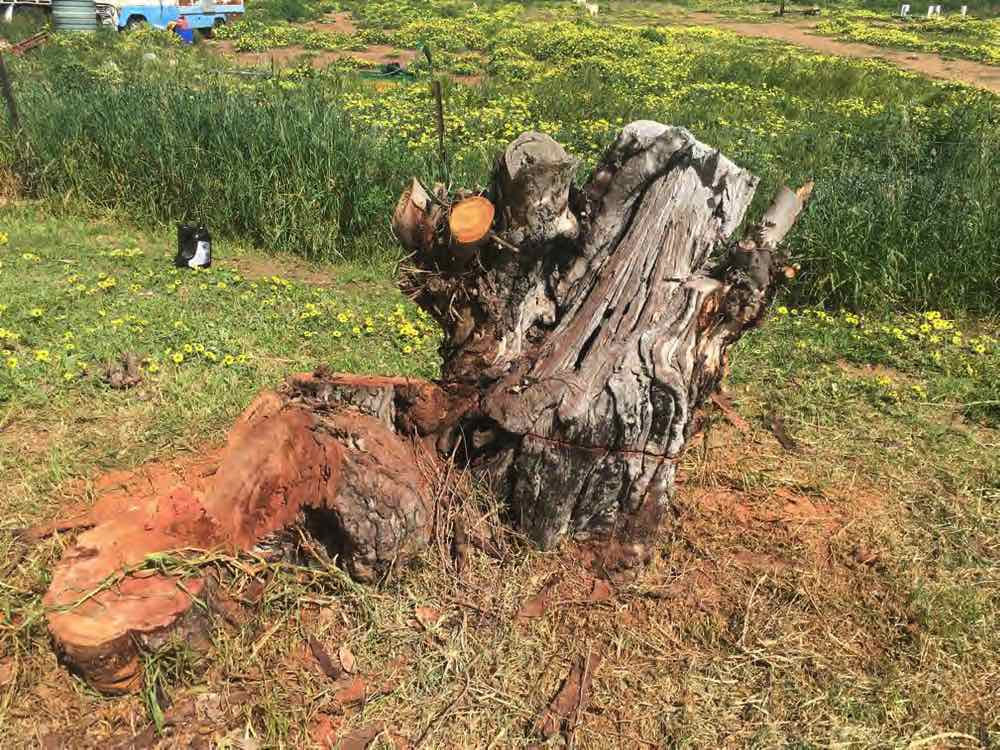 Cutting down gum stump Junee 2021