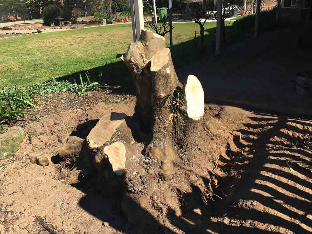 Removing a large olive in springvale nsw.