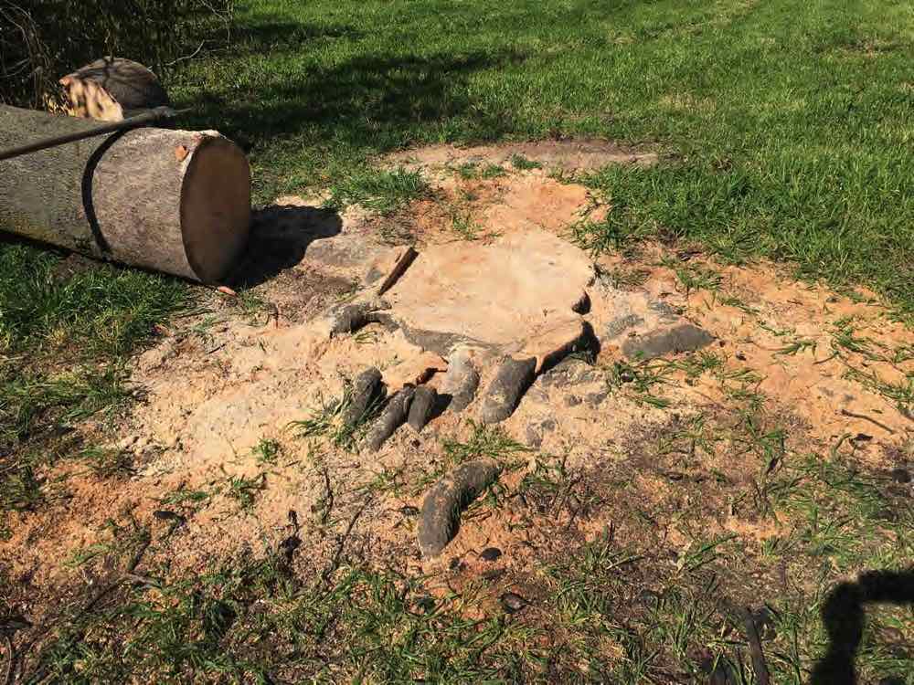 About to grind kurrajong stump Mangoplah 2021
