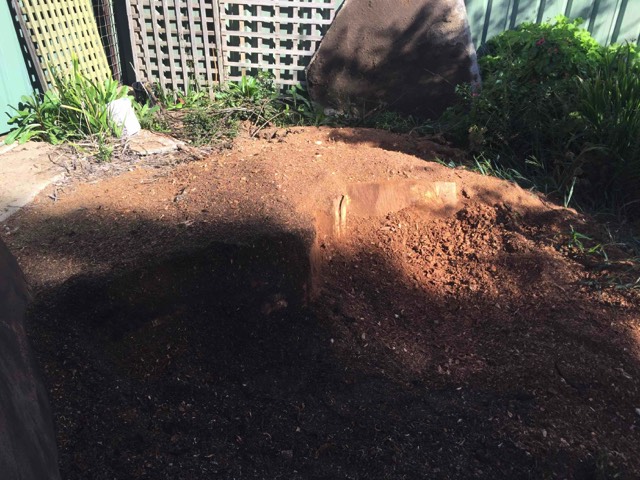 removing a stump at Lake Albert