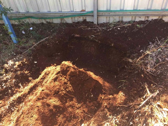 Removed a privet stump at Coolamon.