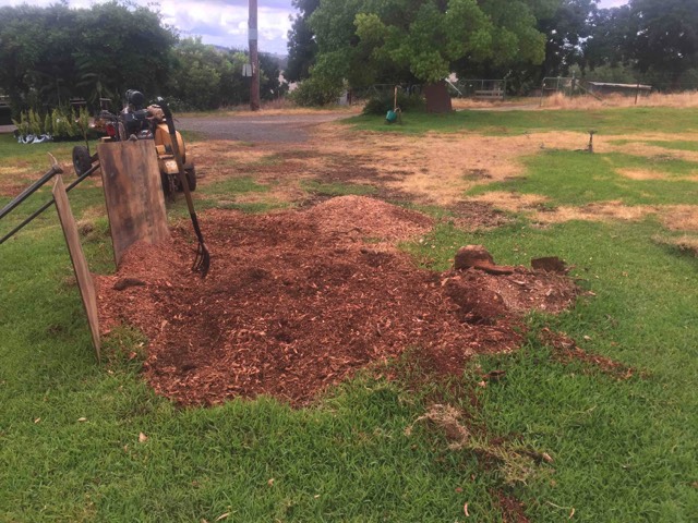 Removed another stump in Borambola.
