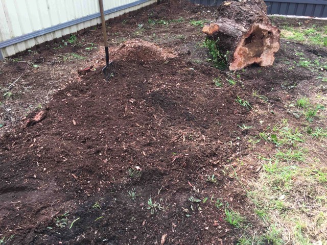Willow stump removed Lake Albert