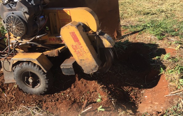 Close up of Temora stump grinding