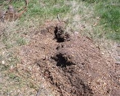 image shows a removed stump.