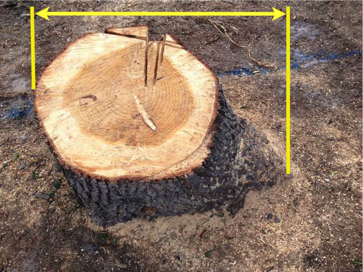 image showing correct way of measuring a stump for quoting purposes.